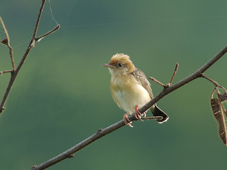 タイワンセッカ(Bright-capped Cisticola) P1160710_R4