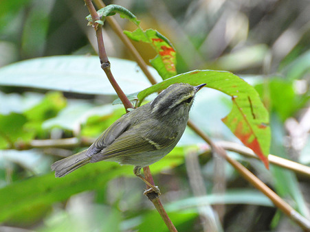 センダイムシクイ?(Eastern Crowned Warbler) DSC_0397_R