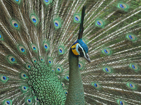 マクジャク(Green Peafowl) DSC_6282_R