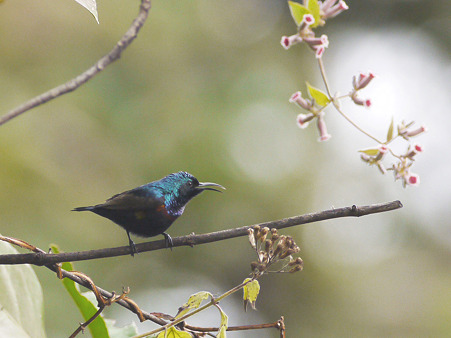 ムラサキタイヨウチョウ(Purple Sunbird) P1220604_R