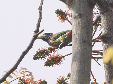 オオゴシキドリ(Great Barbet) P1240265_R