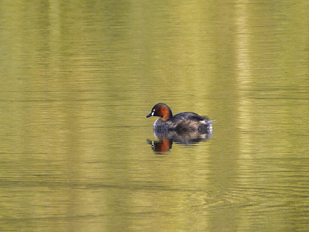 カイツブリ(Little Grebe) P1040274_R