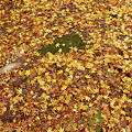 Photos: 紅葉の絨毯。　その２