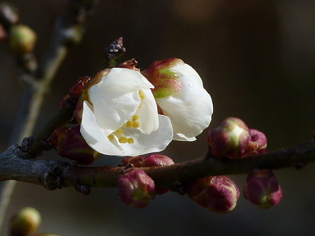 P1020598