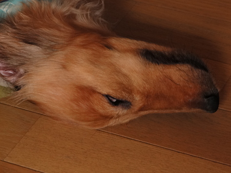 ギンタロウ20100911_2