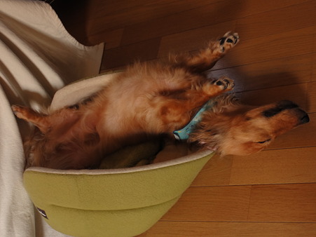 ギンタロウ20100911