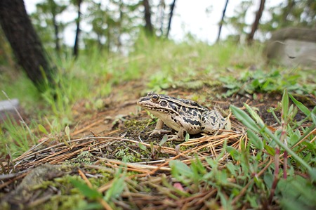 frog04272011nex5-02