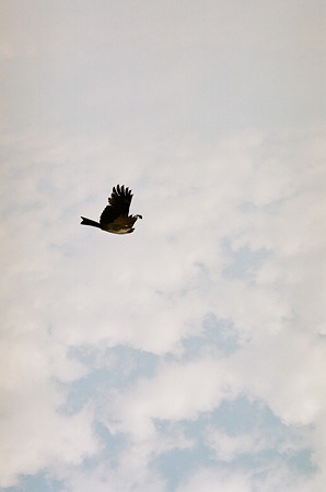 CONTAX159MM_Kodak_PORTRA160NC05092011-11