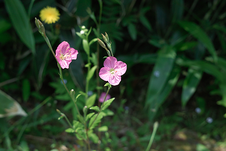 flower06132011dp2-02
