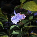 紫陽花　１