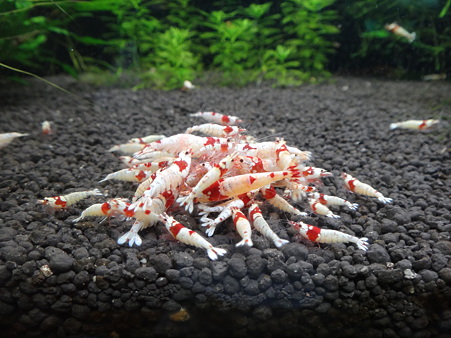 デコ天特別水槽1