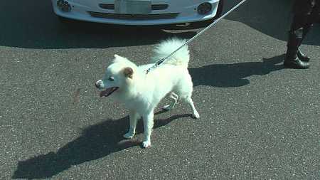 参加犬　１