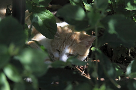 猫(2)