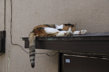 猫(9)