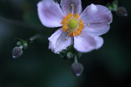 秋明菊