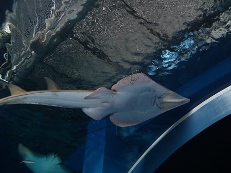 品川水族館 008