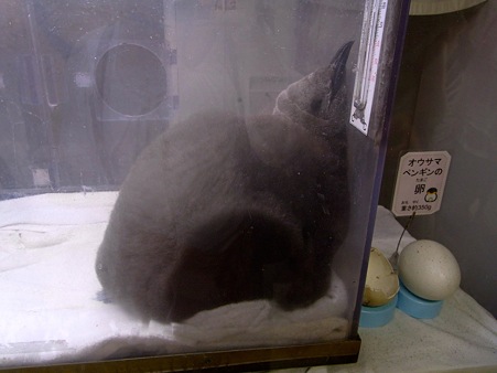 20110813 海遊館 キングヒナちゃん10