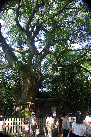 熱田神宮の大楠