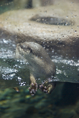 notojima100826521