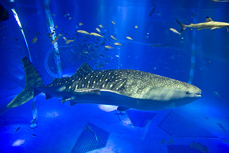 notojima100826177