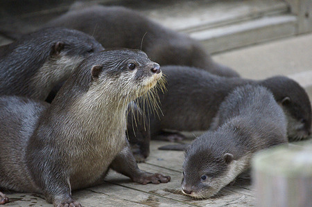 第一回カワウソまみれ祭り 市川市動植物園 写真の埋立地 もしくはカワウソ沼 Otter Swamp