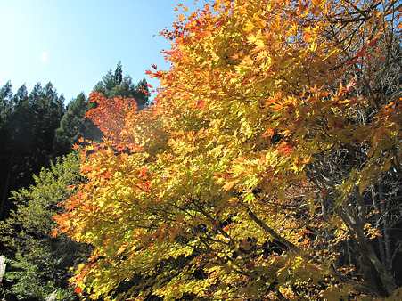 17大倉滝そばの紅葉1 17大倉滝そばの紅葉1