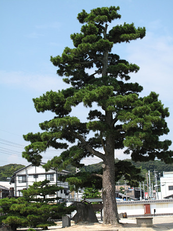 関所内の立派な松 関所内の立派な松
