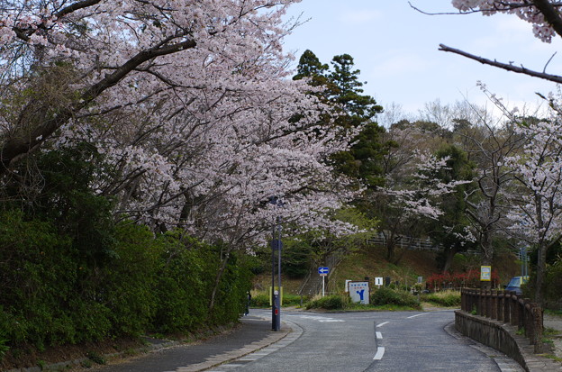 日野公園墓地の桜 その２ 写真共有サイト フォト蔵