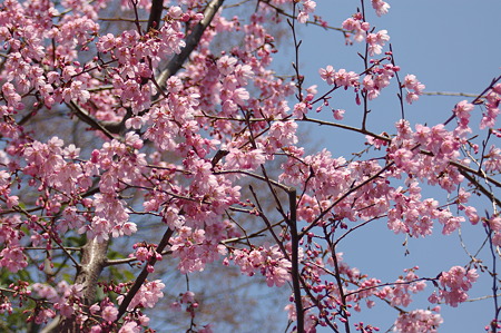 20110331132233PENTAX K100DIMGP5453