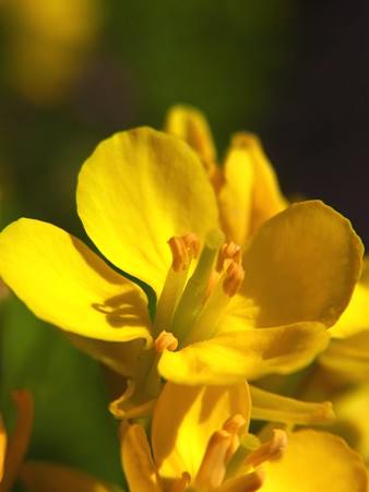 菜の花