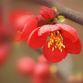Photos: 木瓜の花