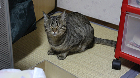 遊んでー