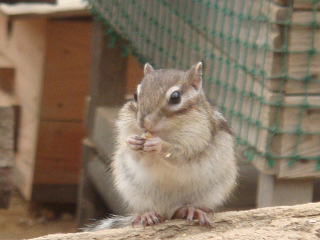 リスのふれあい