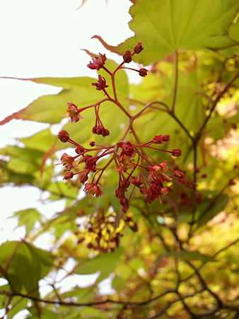 もみじの花1