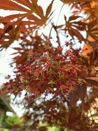 もみじの花2