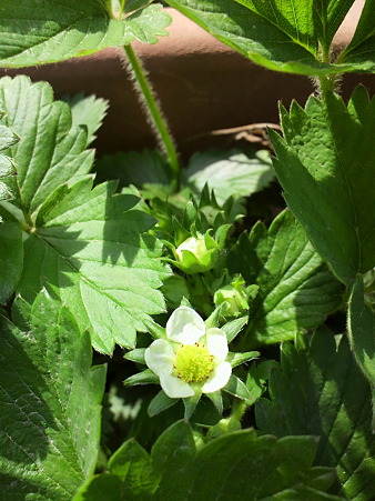 Strawberry