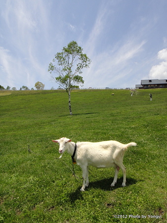 山梨県立まきば公園 山梨県立まきば公園
