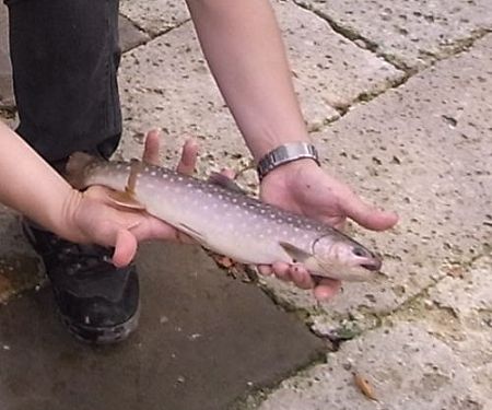 岩魚