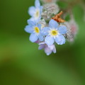 My Forget-me-not