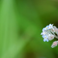 Smaller Forget-Me-Not 6-7-12
