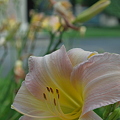 Daylilies at the Museum
