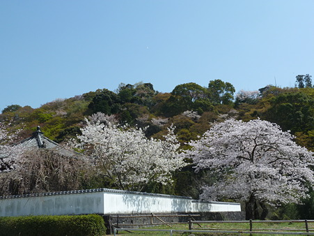 根来寺2011 035