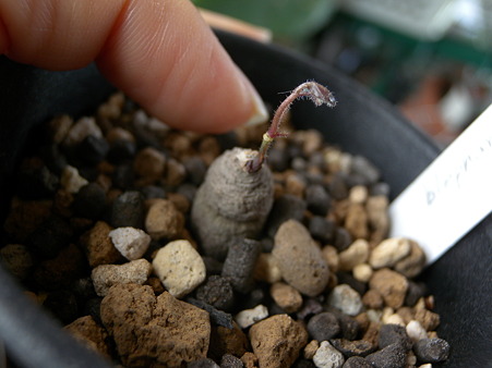 ipomoea blepharophylla