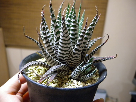 Haworthia fasciata or attenuata