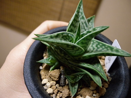 Aloe descoingsii × Aloe variegata