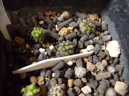Copiapoa seedling