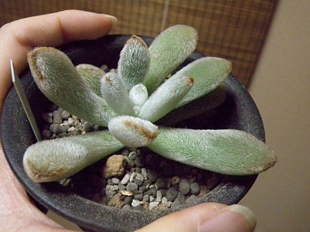 白兎耳