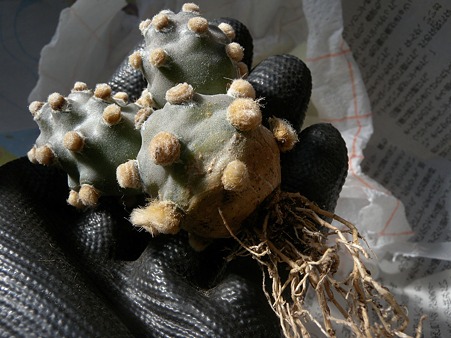 Tephrocactus molinensis