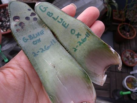 Gasteria White OX