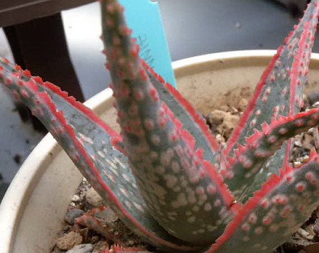 Aloe Donnieの後ろ側